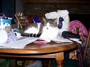 20070803201141