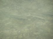 20080208112619