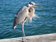 20080210161441