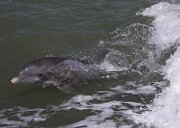 Florida 109a